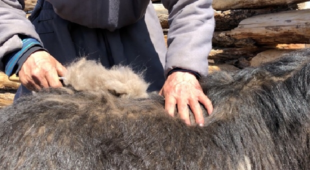 Noble Garne - Wolle aus der Mongolei